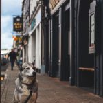 Best Dog Friendly Pubs in London
