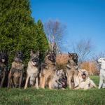 Dog and Puppy Socialisation