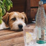Best Dog Friendly Cafes in London