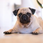best dog friendly cafes in London