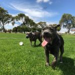 dog parks in London