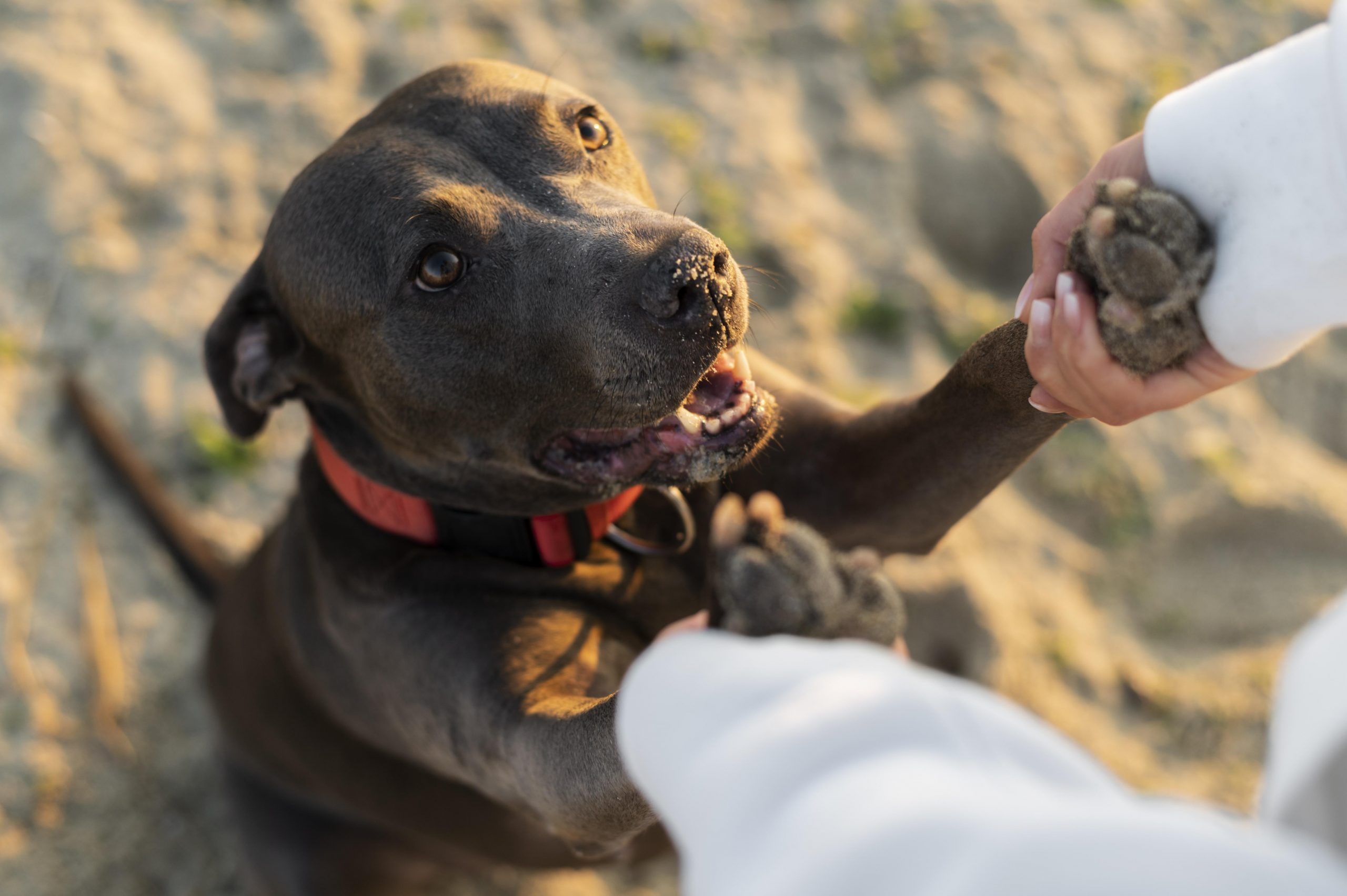 8 Fascinating Facts About How Dogs See the World