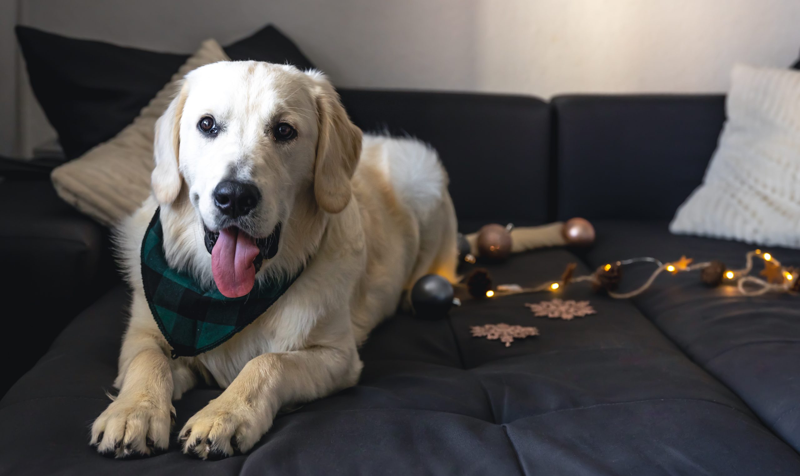 7 Fascinating Dog Quirks That Prove They Understand More Than We Think
