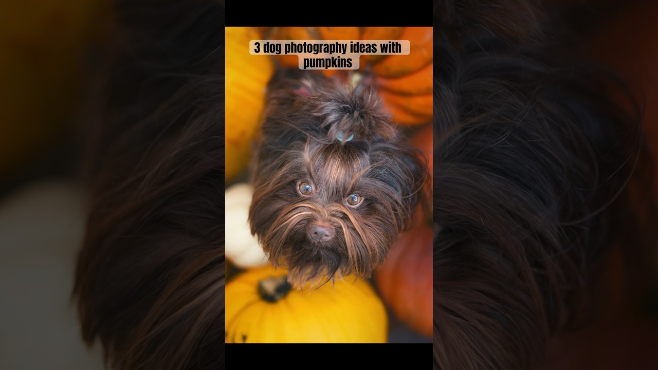 7 Creative Halloween Photo Ideas for Dogs