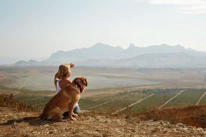 6 Scenic Road Trip Routes in the UK Perfect for Dogs