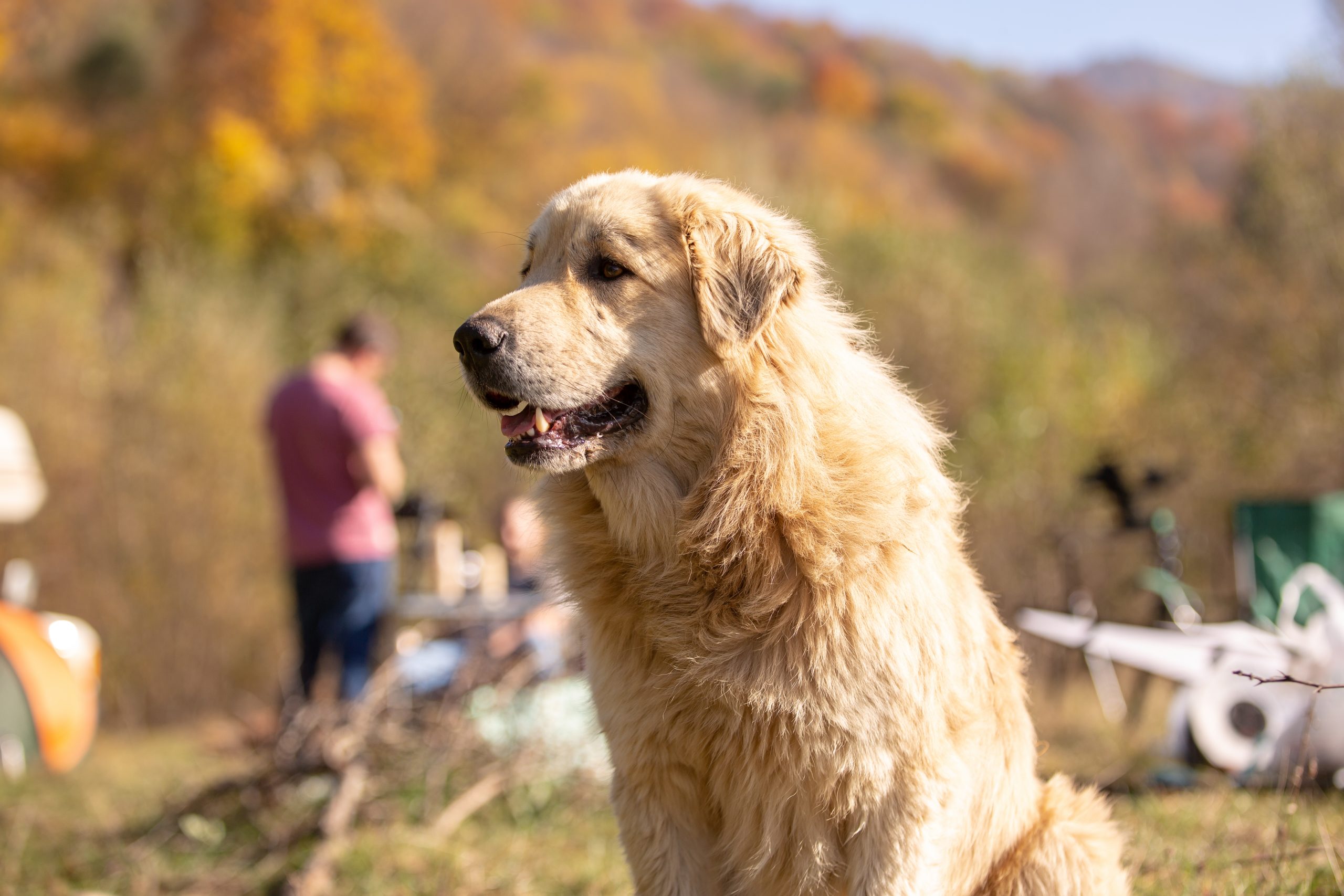 5 Unexpected UK Heritage Sites That Welcome Dogs