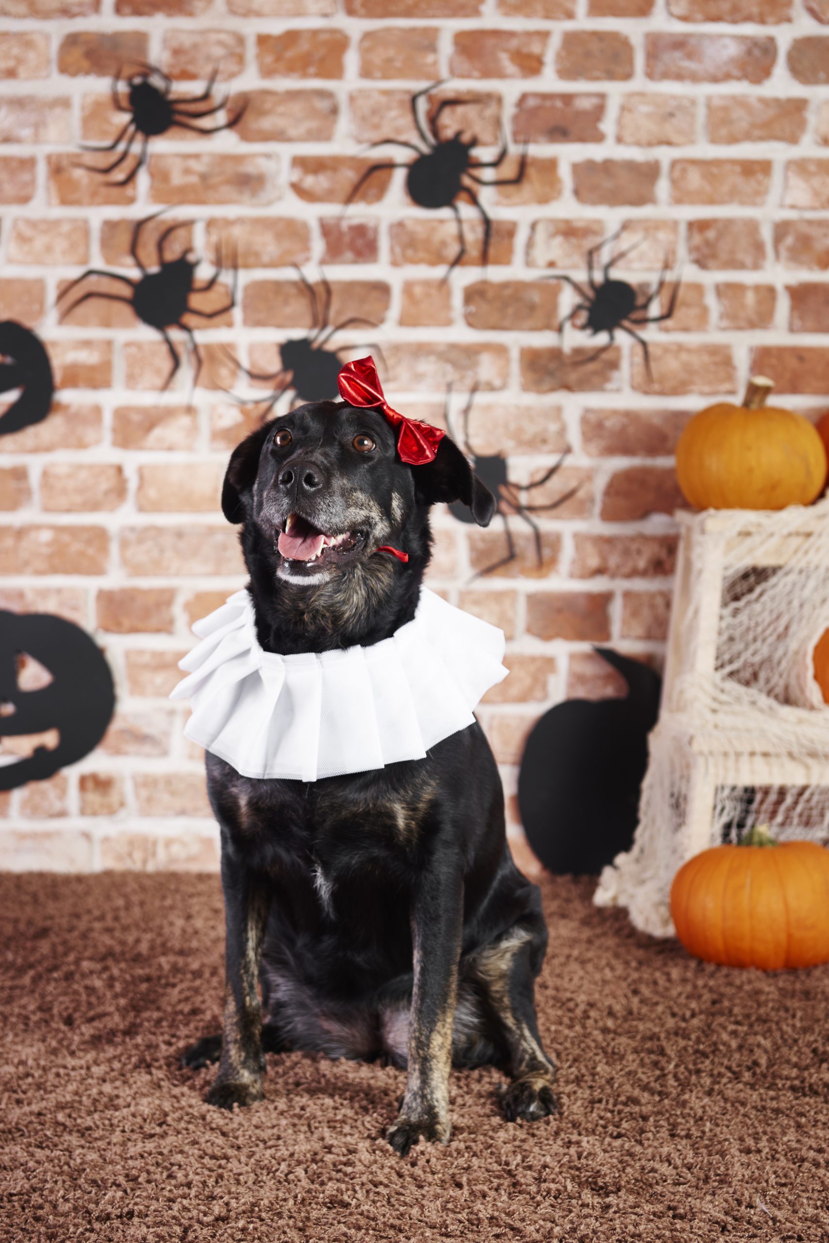 7 Fun Halloween Photo Ideas With Your Dog