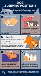 Dog Sleep Positions