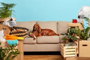 Everyday Household Items That Scare Dogs
