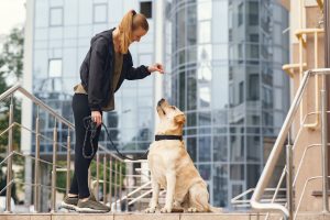 Adapting Training for Busy City Dogs